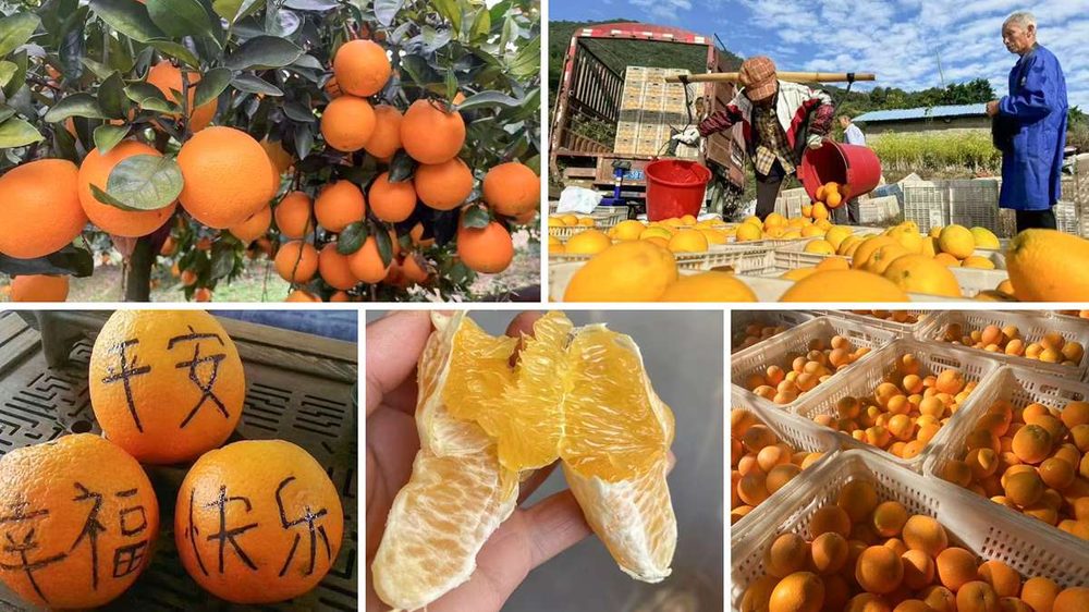 Solidariedade o ano todo — Jason lança a campanha 'presentes em todas as estações' em apoio aos agricultores